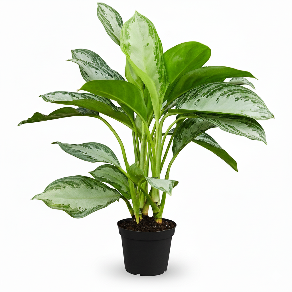 10 inch Decorative indoor plant, Tropical houseplant, Low-light tolerant houseplants