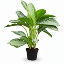 10 inch Decorative indoor plant, Tropical houseplant, Low-light tolerant houseplants
