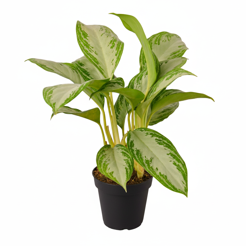 4 inch Aglaonema Silver Bay, 4 inch Chinese Evergreen Silver Bay, Aglaonema Silver Bay for sale, live indoor plants