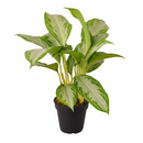 10 inch Decorative indoor plant, Tropical houseplant, Low-light tolerant houseplants