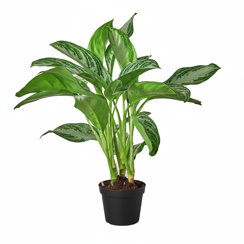 Silver-green leaves live plants, houseplants 6 inch for sale, buy houseplants online, plant shops in ca