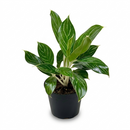 Buy Aglaonema White Stem 6-inch live plant online, Best indoor plants for windowless offices, Large leaf variegated Aglaonema varieties, Hardy houseplants for low light rooms