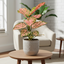 4 inch houseplants, Chinese Evergreen &#39;Lady Valentine&#39; 4 inch, live indoor plants, plant shops in ca, buy houseplant online