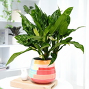 4 inch low-maintenance plants, small plants for sale, decorative live plants, decor plants for small space
