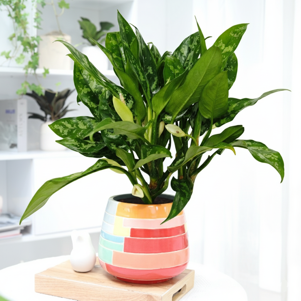 6 inch Chinese Evergreen 'Maria' in large colorful ceramic pot, buy 6 inch Chinese Evergreen 'Maria' online, live plant delivery