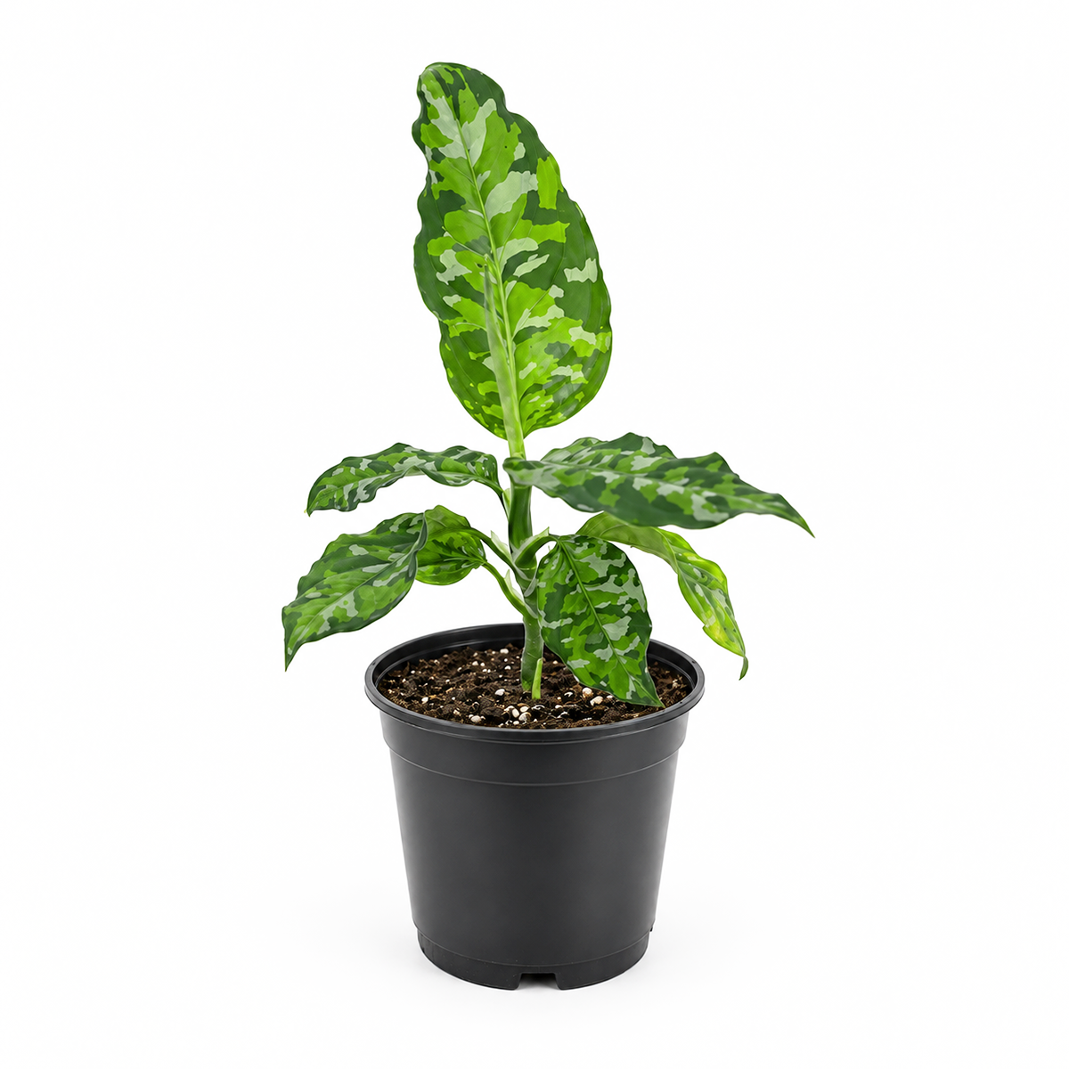 A potted variegated green plant with patterned leaves in a black plastic nursery pot, shown against a plain white background.