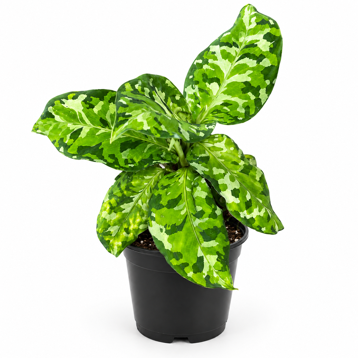 A potted variegated green plant with large patterned leaves in shades of light and dark green, housed in a black plastic nursery pot against a plain white background.