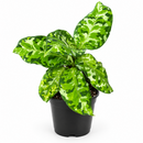 A potted variegated green plant with large patterned leaves in shades of light and dark green, housed in a black plastic nursery pot against a plain white background.