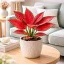 Rare 4 inch red Aglaonema Ruby Garuda for sale, Small colorful tropical houseplant, Easy care tropical plants for home decor,Hardy Aglaonema for office desks