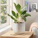 Buy Aglaonema White Stem 6-inch live plant online, Best indoor plants for windowless offices, Large leaf variegated Aglaonema varieties, Hardy houseplants for low light rooms