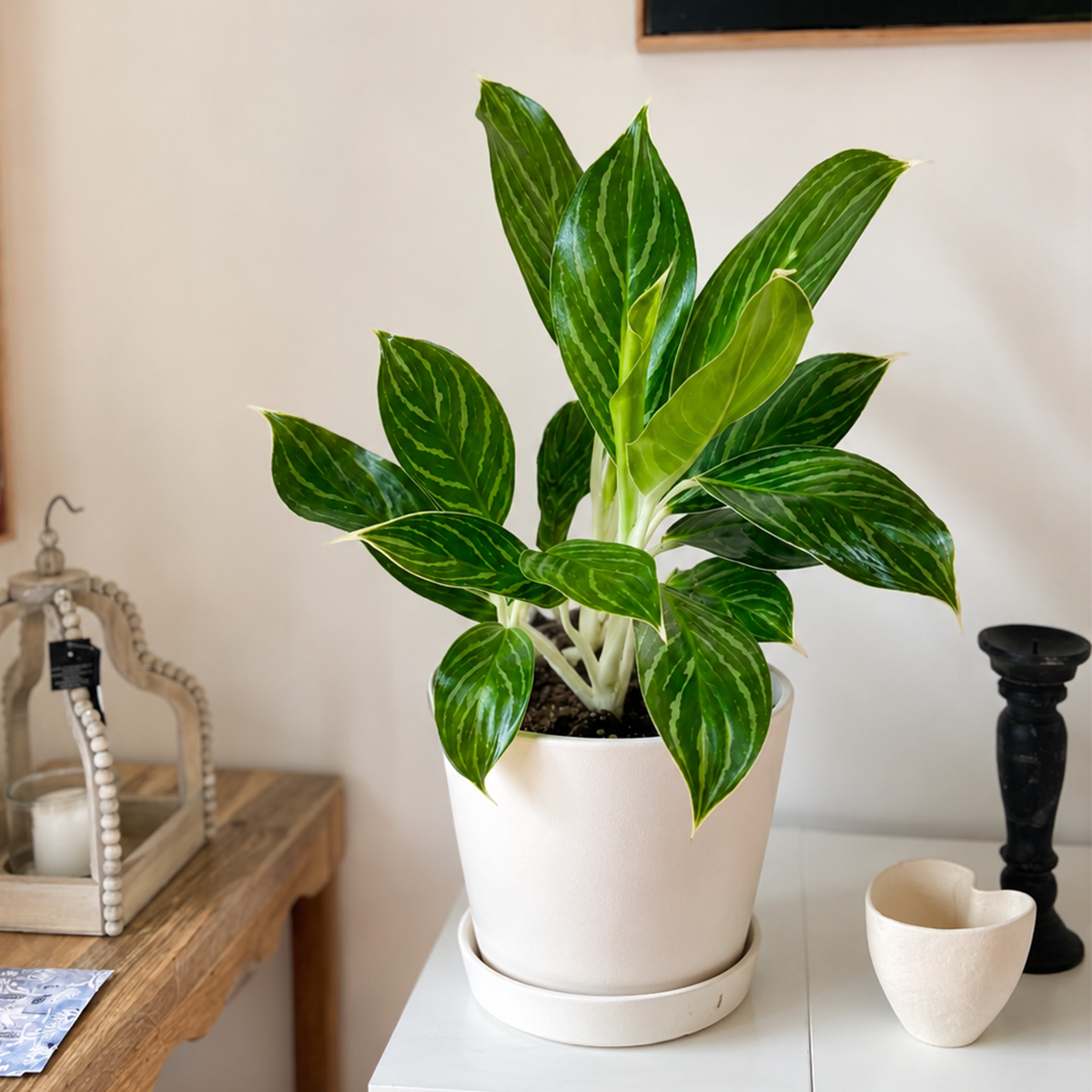 buy chinese evergreen 'white stem' live houseplant 6" pot online, creamy white stems with lush patterned green foliage, compact upright bushy growth, low light tolerant tropical plant, air purifying easy care variety, elegant on a side table or shelf, a thoughtful gift for plant lovers or home decorators