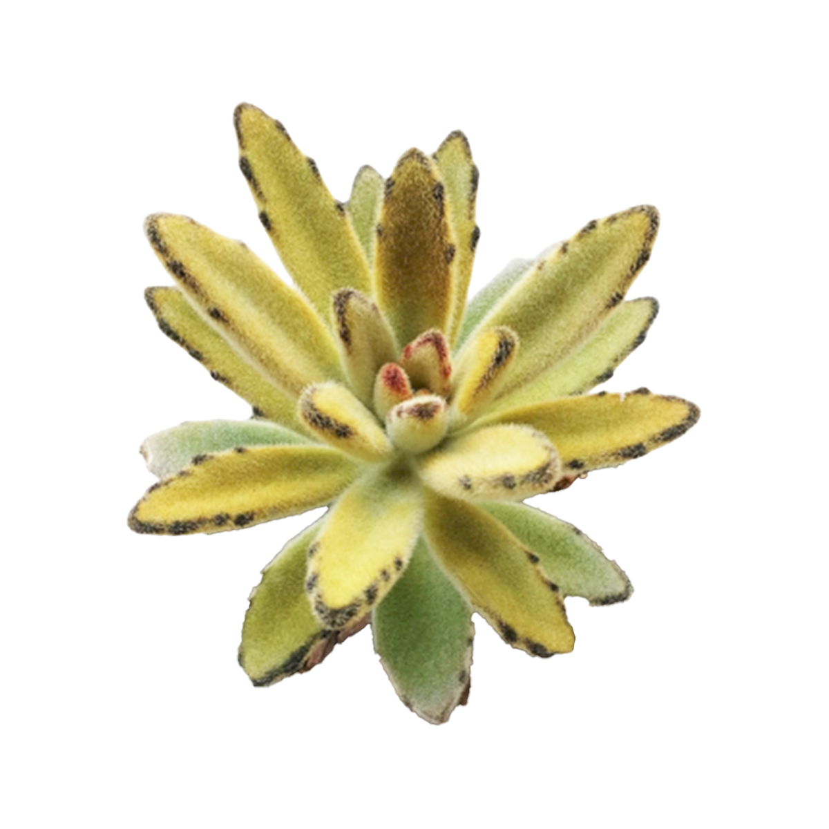 2 inch Chocolate Soldier succulent live plant for sale, indoor succulent with velvety foliage, succulent gift for plant lovers, decorative succulent centerpiece, modern minimalist succulent decor