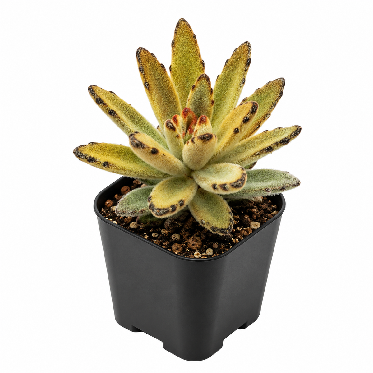 buy Chocolate Soldier 2 inch succulent live plant online, compact succulent for windowsill garden, exotic succulent collection plant, sun loving succulent houseplant