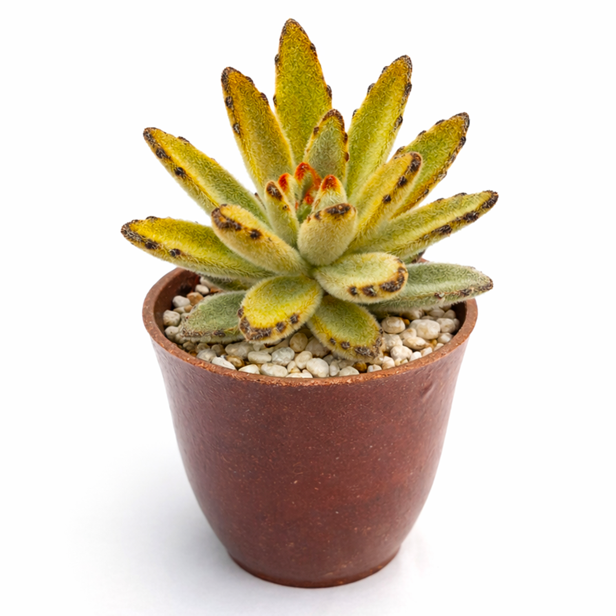 2 inch Chocolate Soldier succulent live plant for sale, low maintenance succulent houseplant, silver green succulent with brown tips, decorative potted panda plant
