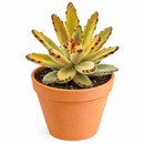 2 inch Chocolate Soldier succulent live plant for sale, nursery grown kalanchoe succulent, fuzzy leaf succulent arrangement, hardy drought resistant succulent, cute panda succulent plant