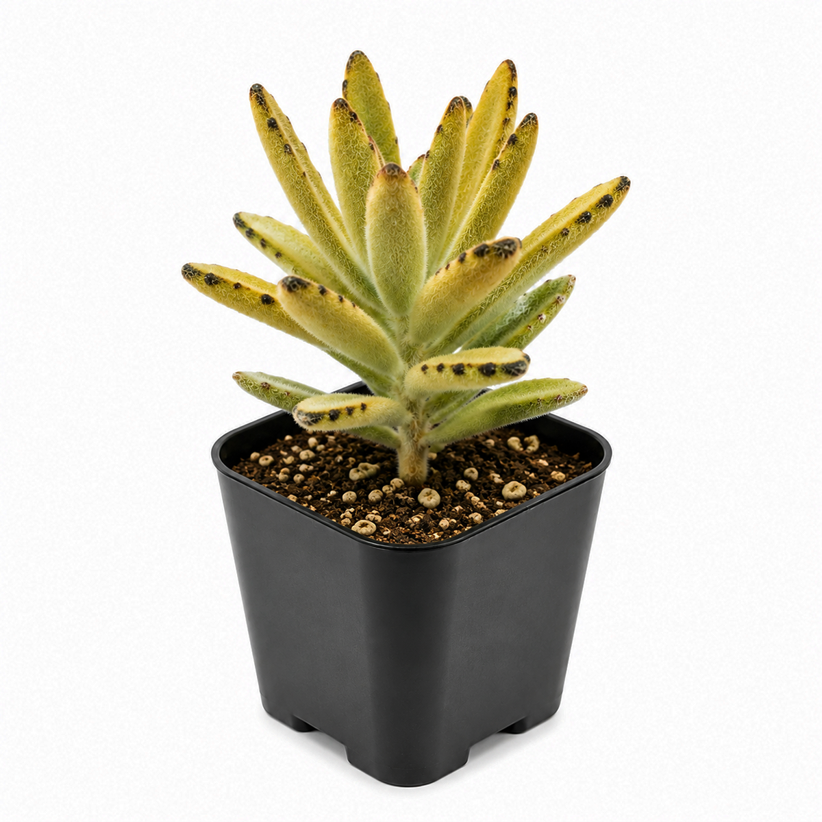 buy Chocolate Soldier 2 inch succulent live plant online, collectible fuzzy succulent plant, thick leaf kalanchoe succulent, easy care indoor succulent, unique textured succulent leaves, aesthetic succulent for desk decor