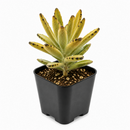 2 inch Chocolate Soldier succulent live plant for sale, nursery grown kalanchoe succulent, fuzzy leaf succulent arrangement, hardy drought resistant succulent, cute panda succulent plant