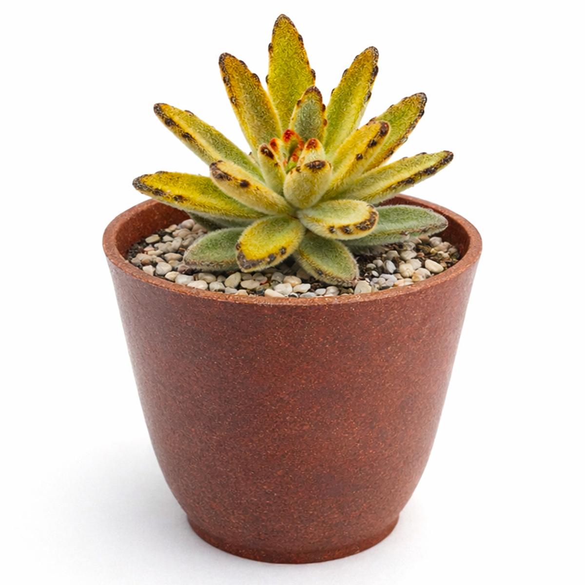 2 inch Chocolate Soldier succulent live plant for sale, nursery grown kalanchoe succulent, fuzzy leaf succulent arrangement, hardy drought resistant succulent, cute panda succulent plant