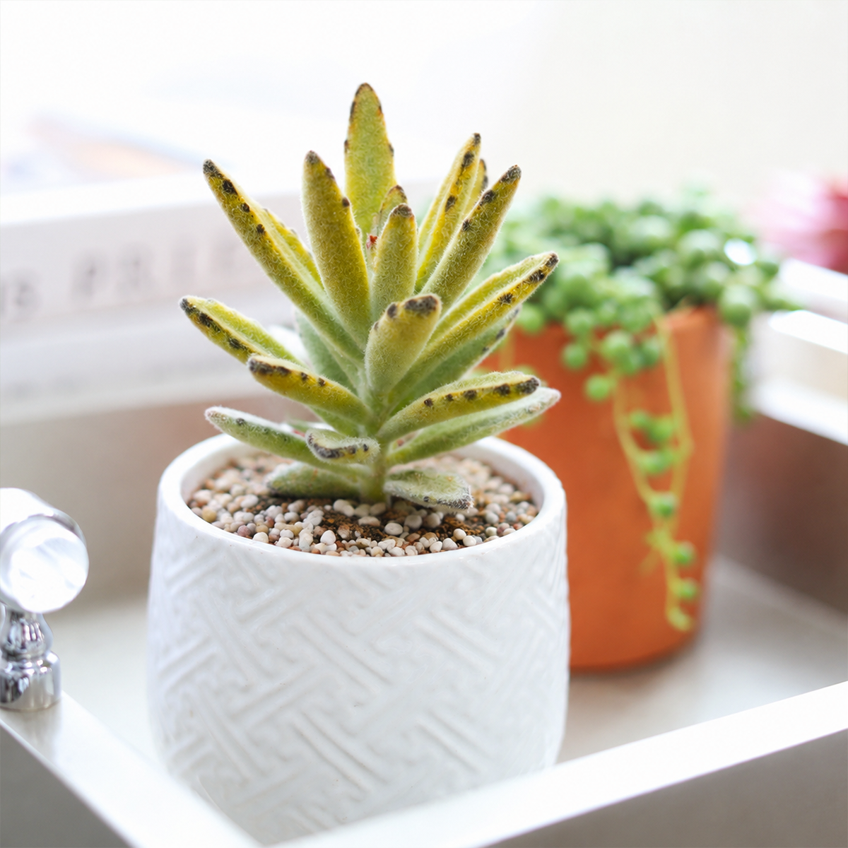 2 inch Chocolate Soldier succulent live plant for sale, Kalanchoe tomentosa Chocolate Soldier succulent, panda plant succulent with fuzzy leaves, velvety succulent with chocolate brown edges