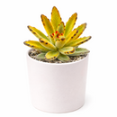 2 inch Chocolate Soldier succulent live plant for sale, nursery grown kalanchoe succulent, fuzzy leaf succulent arrangement, hardy drought resistant succulent, cute panda succulent plant