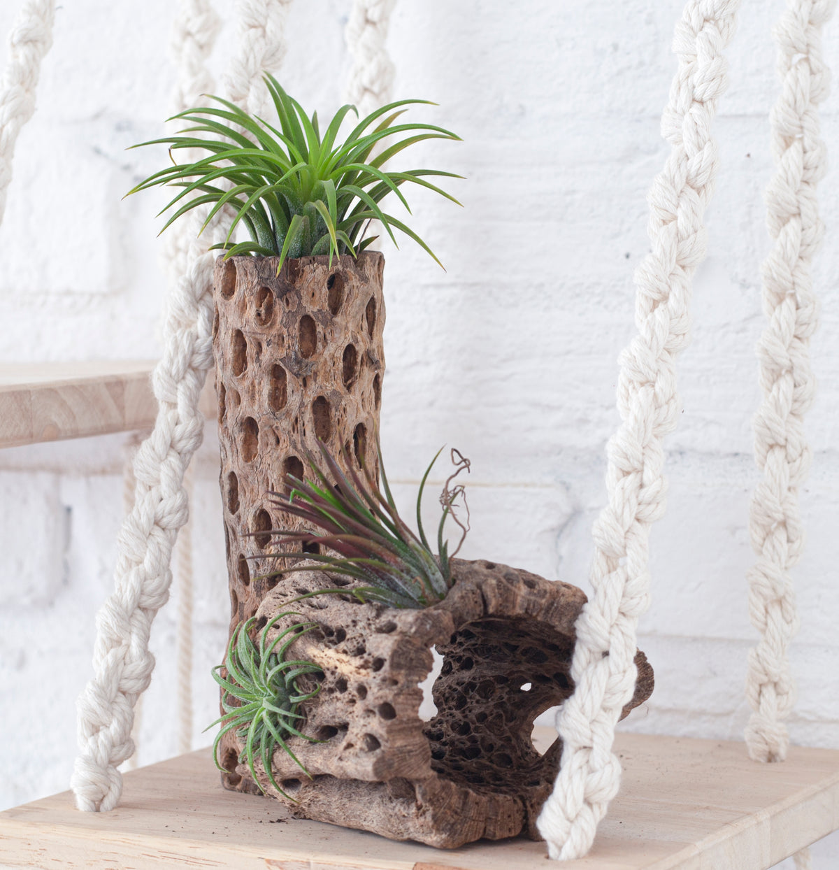 Cholla Wood Medium Cleaned Pot