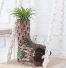 Cholla Wood Medium Cleaned Pot