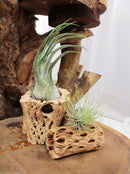 Cholla Wood Medium Cleaned Pot