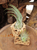 Cholla Wood Medium Cleaned Pot