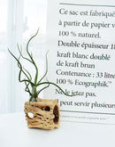 Cholla Wood Medium Cleaned Pot