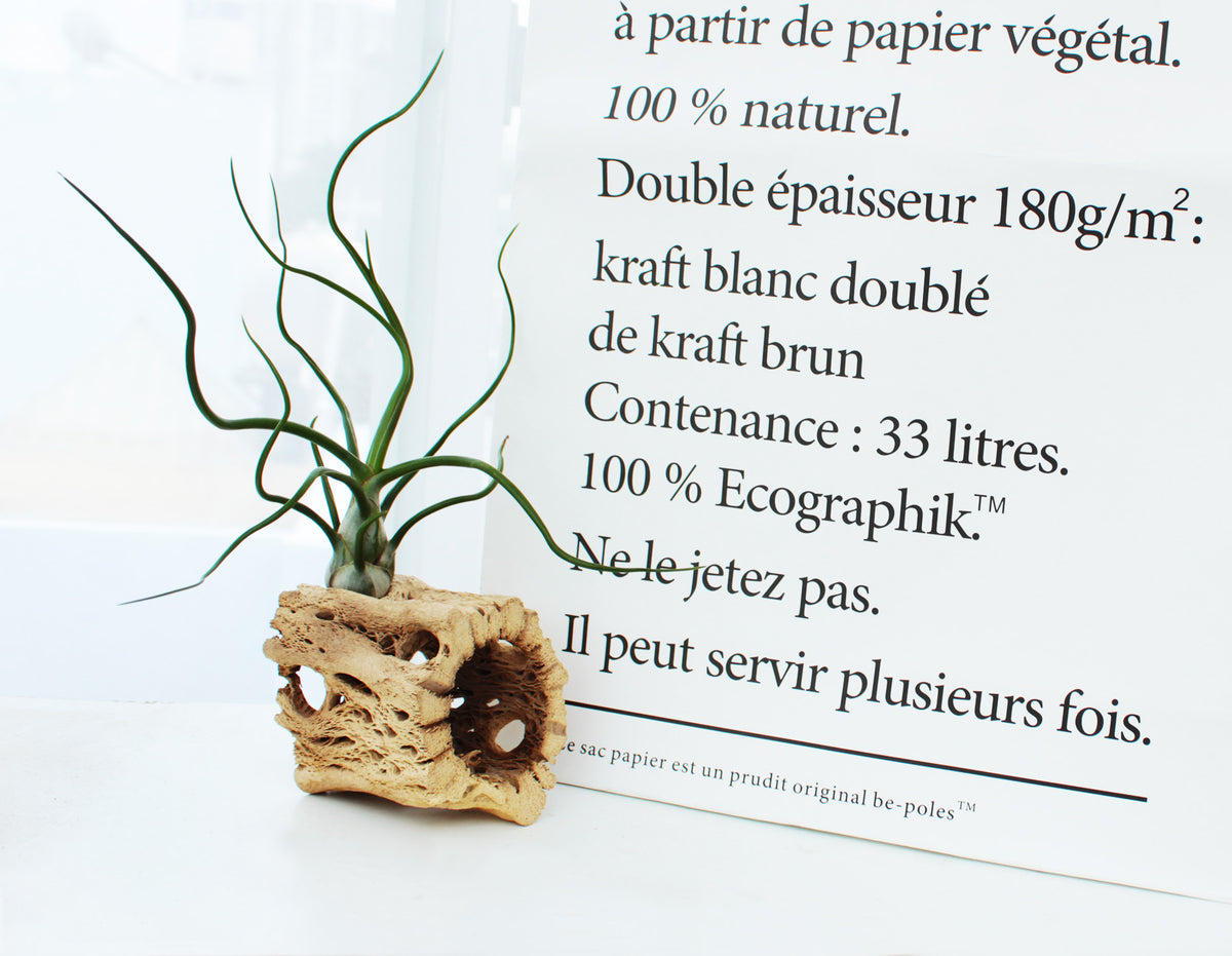 Cholla Wood Medium Cleaned Pot