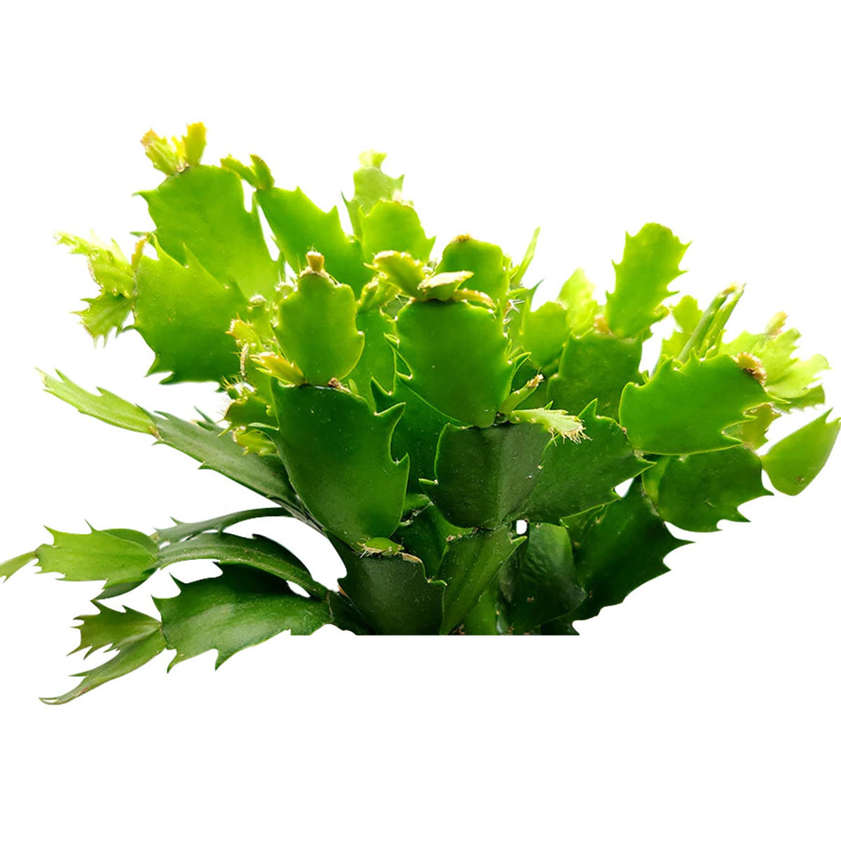 red/pink/white christmas cactus thanksgiving cactus for sale, Large christmas cactus succulent decoration