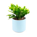 christmas cactus, thanksgiving cactus, how to care for a christmas cactus, thanksgiving cactus care, Christmas Cactus Thanksgiving Cactus for sale