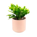 christmas cactus, thanksgiving cactus, how to care for a christmas cactus, thanksgiving cactus care, Christmas Cactus Thanksgiving Cactus for sale