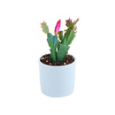 christmas cactus, thanksgiving cactus, how to care for a christmas cactus, thanksgiving cactus care, Christmas Cactus Thanksgiving Cactus for sale