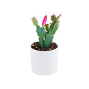 christmas cactus, thanksgiving cactus, how to care for a christmas cactus, thanksgiving cactus care, Christmas Cactus Thanksgiving Cactus for sale