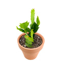 christmas cactus, thanksgiving cactus, how to care for a christmas cactus, thanksgiving cactus care, Christmas Cactus Thanksgiving Cactus for sale