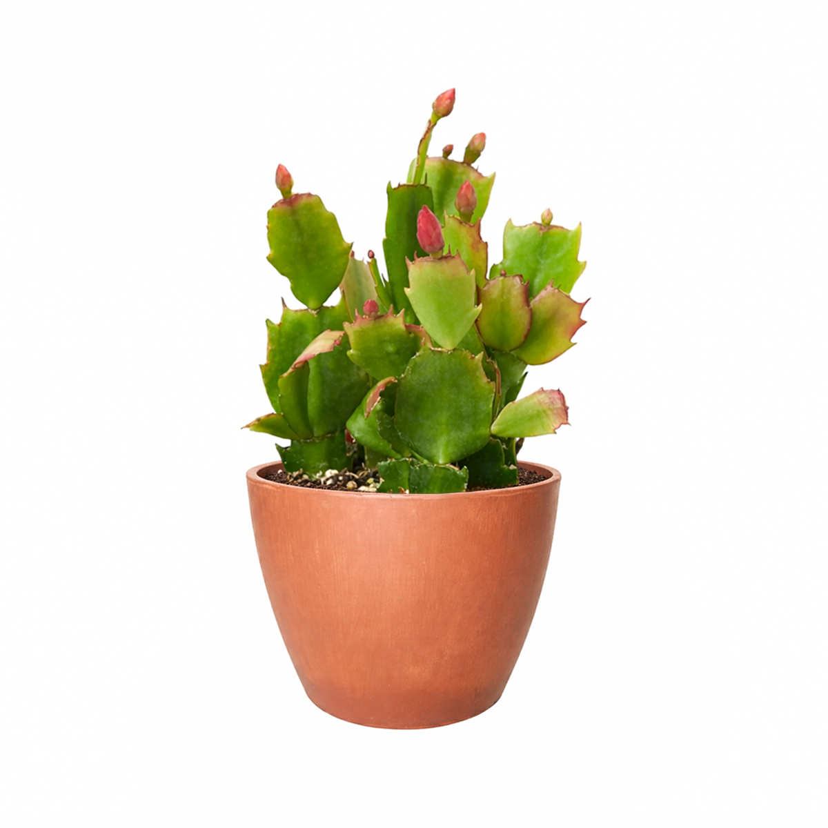 christmas cactus where to buy, yellow christmas cactus, christmas cactus plant, how to take care of christmas cactus, christmas cactus near me, white christmas cactus, christmas cactus for sale