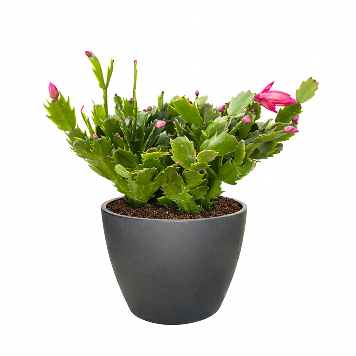 christmas plant succulent Blooming Christmas Cactus for Sale Online, Holiday Gift Decor Ideas 6" Pot / Red by Succulents Box