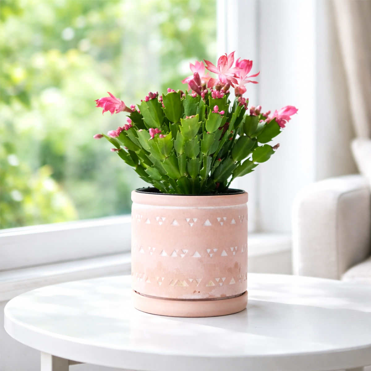 christmas potted plants for sale Blooming Christmas Cactus for Sale Online, Holiday Gift Decor Ideas 6" Pot / Red by Succulents Box