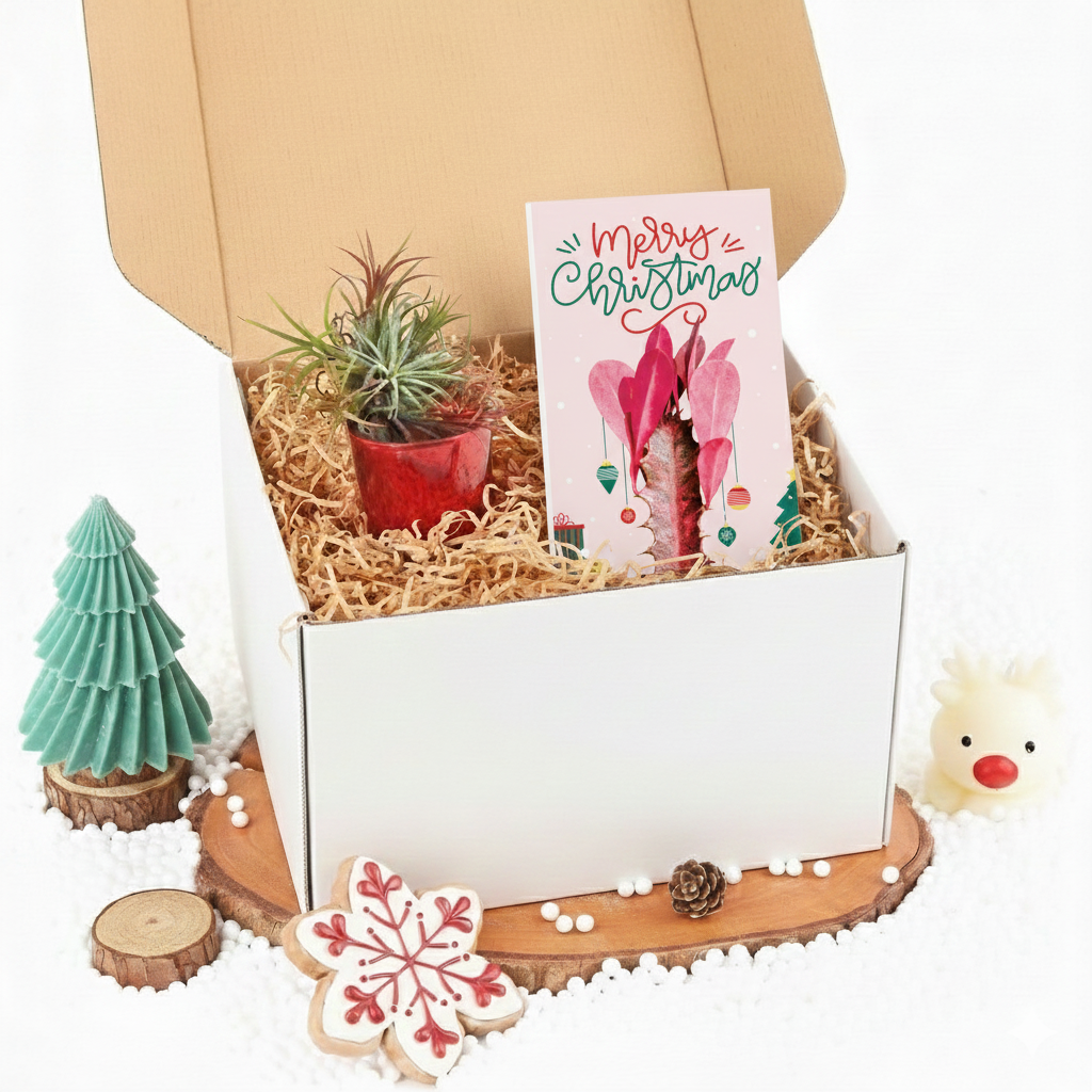 air plant gift box Christmas Gift Box