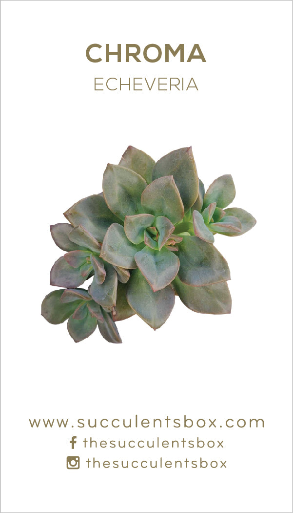 Echeveria Succulent ID Cards