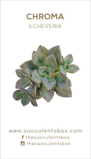 Echeveria Succulent ID Cards