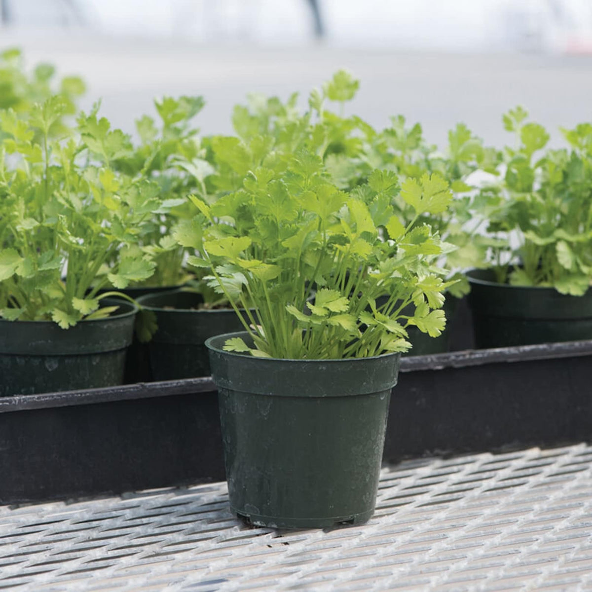 Cilantro Coriander in 4 inch grower pot, herb plants for sale, herb plants for sale in ca, herb plants for sale online