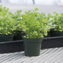 4 inch pot Cilantro Coriander, annual herbs, herbal plants, buy herbal plants online, where to buy herb plants near me