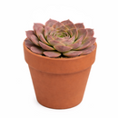 2 inch Sempervivum heuffelii 'Saffarina',  indoor succulents, succulent care guide, buy succulents online