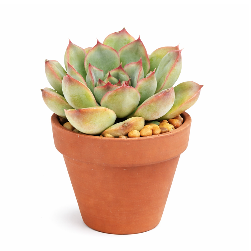Succulent gifts, Growing succulents indoors, Small indoor plants, Decorative small plants for home, Cute desk plants