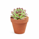 small Sempervivum 'Melanie' for tabletop, 2 inch indoor plants for window sill, Sempervivum 'Melanie' for sale near me