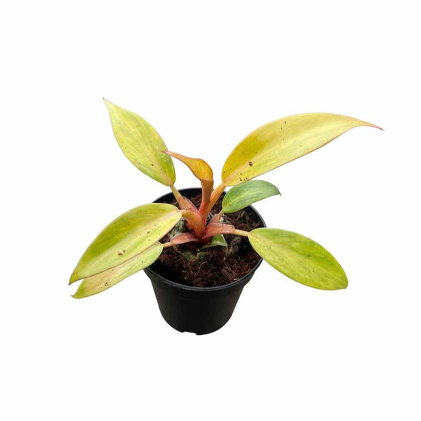 Climbing variegated Philodendron, Rare mottled/speckled variegation houseplant for gift ideas