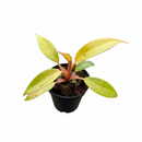 Climbing variegated Philodendron, Rare mottled/speckled variegation houseplant for gift ideas