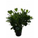 large houseplants for sale, buy live plants online, tropical houseplants for sale, indoor plants for sale